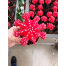 Kaktüs Aşılı Kırmızı Cactus Succulent 15 Cm