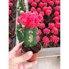Kaktüs Aşılı Kırmızı Cactus Succulent 15 Cm