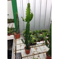 Kaktüs Mexika İthal Cactus 40-50 Cm