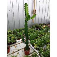 Kaktüs Mexika İthal Cactus 40-50 Cm