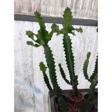 Kaktüs Mexika İthal Cactus 40-50 Cm