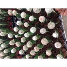 Kaktüs Aşılı Top Beyaz Çiçekli Cactus Succulent