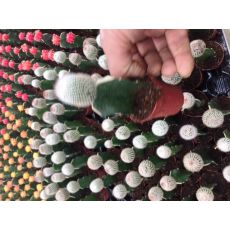 Kaktüs Aşılı Top Beyaz Çiçekli Cactus Succulent