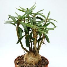 Pachypodium Sukulenti  İthal 10 Cm