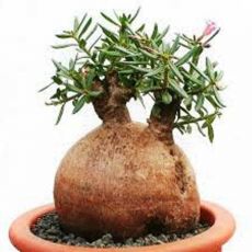 Pachypodium Sukulenti  İthal 10 Cm