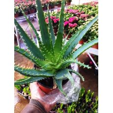 Aloe Vera Çiçeği Bitkisi İthal Tırtıklı Yaprak 20-25 Cm