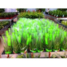 Aloe Vera Çiçeği Bitkisi İthal 20-25 Cm