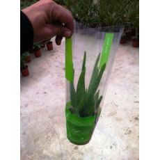 Aloe Vera Çiçeği Bitkisi İthal 20-25 Cm