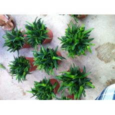 Aloe Vera Çiçeği Bitkisi İthal Düz Yapraklı 10-15 Cm Çapı
