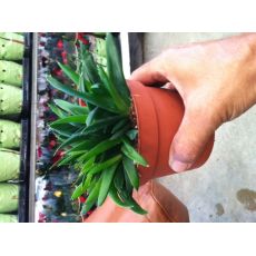 Aloe Vera Çiçeği Bitkisi İthal Düz Yapraklı 10-15 Cm Çapı