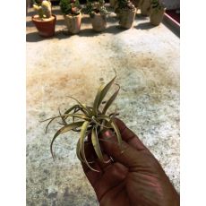 Hava Bitkisi Çeşitleri ithal Airplant Tillandsia