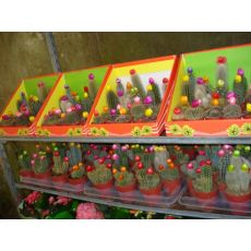 Kaktüs Aşısız Cactus Succulent 5-10 Cm