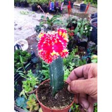 Kaktüs Aşılı Kırmızı Çiçekli Cactus Succulent