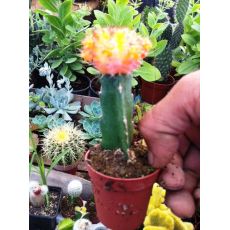 Kaktüs Aşılı Turuncu Çiçekli Cactus Succulent