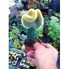 Kaktüs Etek Aşılı Cactus Succulent 