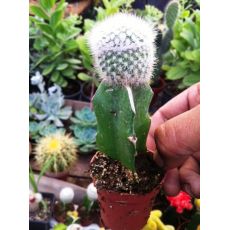 Kaktüs Aşılı Top Beyaz Çiçekli Cactus Succulent