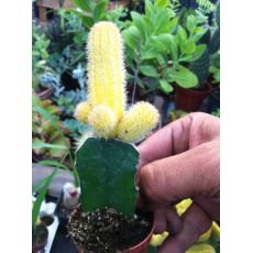 Kaktüs Aşılı Parmak Modeli Cactus Succulent 