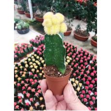 Kaktüs Aşılı Sarı Çiçekli Cactus Succulent