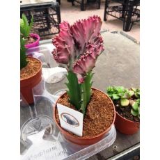 Kaktüs Etek Aşılı İthal Cactus Succulent 10-15 Cm
