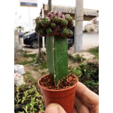 Kaktüs Aşılı Cüzzam Çiçekli Cactus Succulent