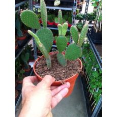 Kaktüs Tavşan İthal Cactus 3 lü Dikim