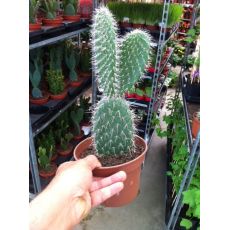 Kaktüs Tavşan Tekli  İthal Cactus