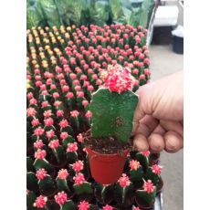 Kaktüs Aşılı Kırmızı Çiçekli Cactus Succulent 