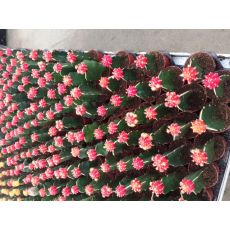 Kaktüs Aşılı Kırmızı Çiçekli Cactus Succulent