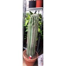 Kaktüs İthal Cactus 100 Cm