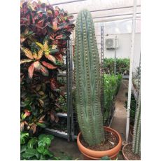 Kaktüs İthal Cactus 175 Cm