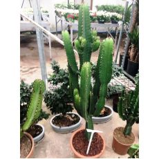 Kaktüs İthal Cactus 80 Cm