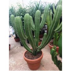 Kaktüs İthal Cactus 135 Cm