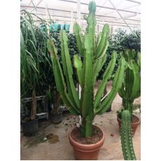 Kaktüs İthal Cactus 175 Cm