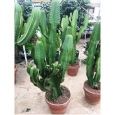 Kaktüs İthal Cactus 135 Cm