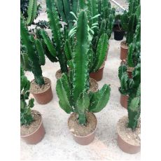 Kaktüs İthal Cactus 70 Cm