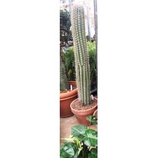 Kaktüs İthal Cactus 145 Cm