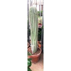 Kaktüs İthal Cactus 120 Cm