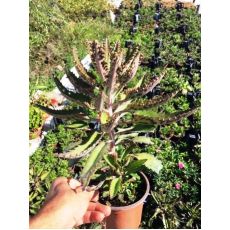 Sukulent Lüle Çiçekli Kalanchoe laetivirens 20-25 Cm