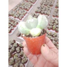 Taş Sukulent Sedum İthal