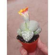 Taş Sukulent Sedum İthal