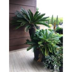 Sikas Cycas Revoluta Çok Gövdeli 140-160 Cm