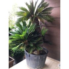 Sikas Cycas Revoluta Çok Gövdeli 140-160 Cm