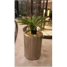 Sikas Cycas Revoluta 60 Cm Yapraklı Boyu