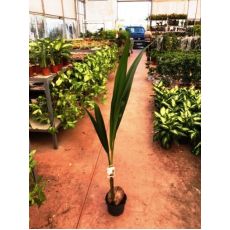 Kokonat Kokonut Palmiye Coconat Palm 120-140 Cm