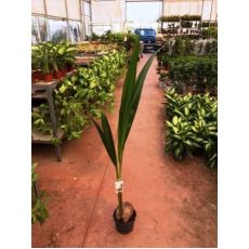 Kokonat Kokonut Palmiye Coconat Palm 120-140 Cm