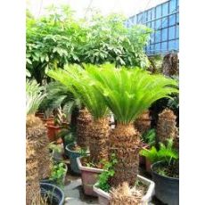 Sikas Cycas Revoluta 150-160 Cm Yapraklı Boyu