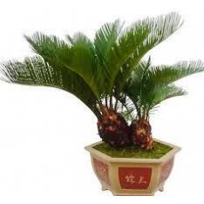 Sikas Cycas Revoluta 100-110 Cm Yapraklı Boyu