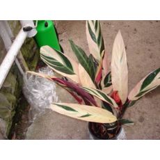 Alacalı Kalatya Calathea Triostar 20-30 Cm