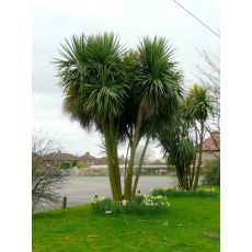 Kordilin Cordyline Australis