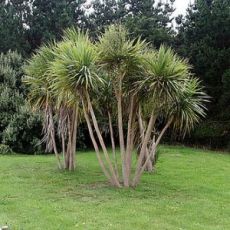 Kordilin Cordyline Australis